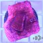 Preview: Montipora Mystic Sunset